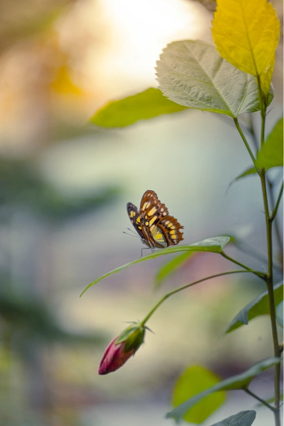 comox-valley-photographer-butterfly a butterfly lands on a rosebud not yet open
