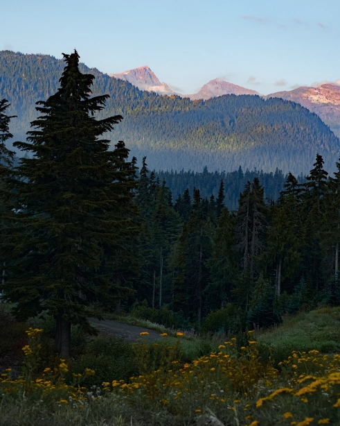 comox-valley-wildflowers Dense wildflowers on a hillside with mountains in the background lit by the sunset