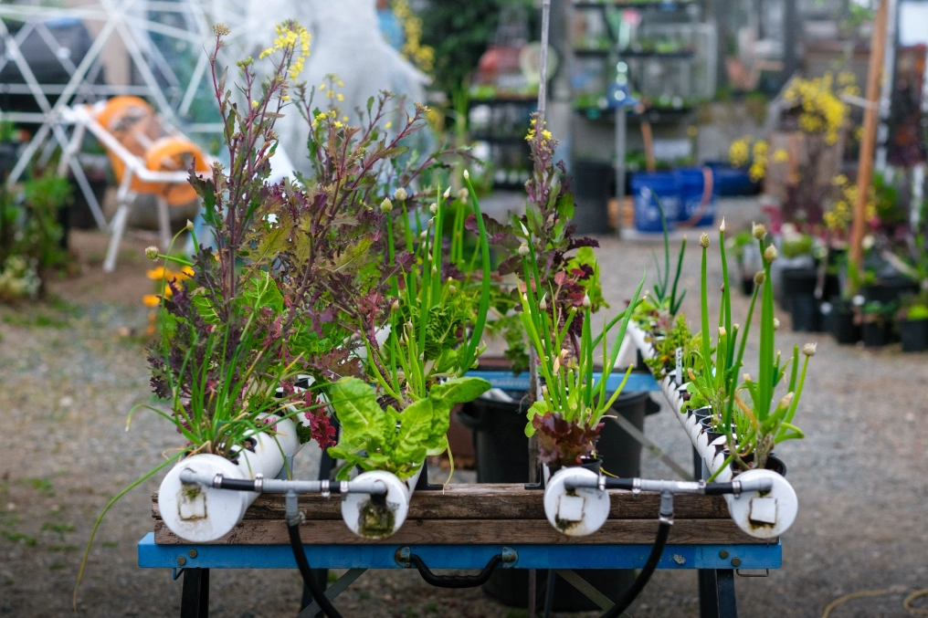 Growing food, joy, and resilience at the Parksville Community Gardens Hydroponic growing system at the Parksville community garden, part of its mixed-method food production