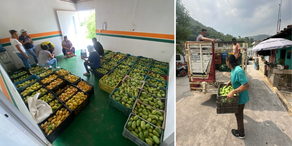 Fresh mangos sorted and loaded for the Grateful Foods harvest in Jalcomulco, Veracruz