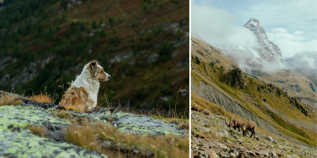 Composite image of an Australian shepherd on a ridge and ibex grazing below a snow-capped peak