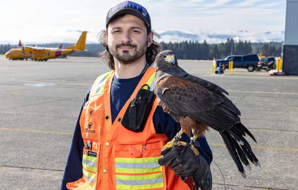 How Harris’s hawks keep the Comox Valley Airport safe A wildlife technician holds a Harris's hawk on a gloved arm on the tarmac at Comox Valley Airport