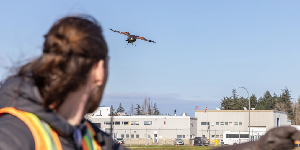 How Harris’s hawks keep the Comox Valley Airport safe A Harris's hawk takes flight over the airport tarmac during a wildlife patrol