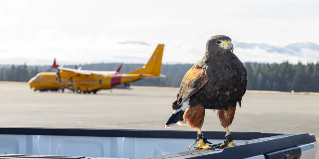 How Harris’s hawks keep the Comox Valley Airport safe
