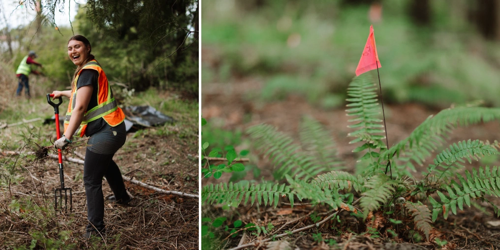 Dedicated volunteers preserve the French Creek Estuary with shovels and sweat Volunteer in safety vest digging with a pitchfork while another clears brush in the background, alongside a native fern marked with a survey flag in the forest understory