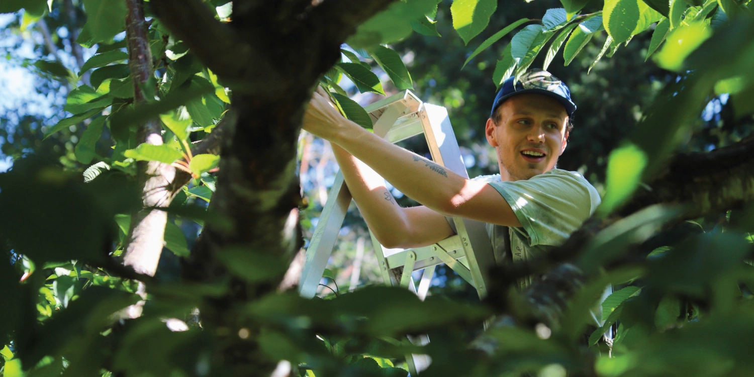Lush Valley Fruit Tree Program 2026 A man picks apples from a ladder in an apple tree