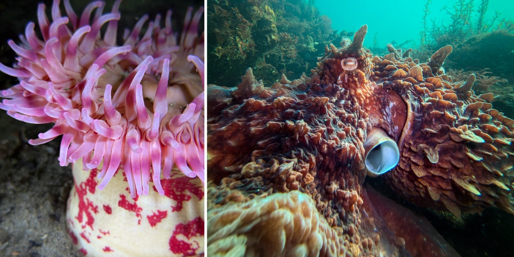 Diptych of a pink plumose anemone and a giant Pacific octopus among rocky reef in Nanoose Bay