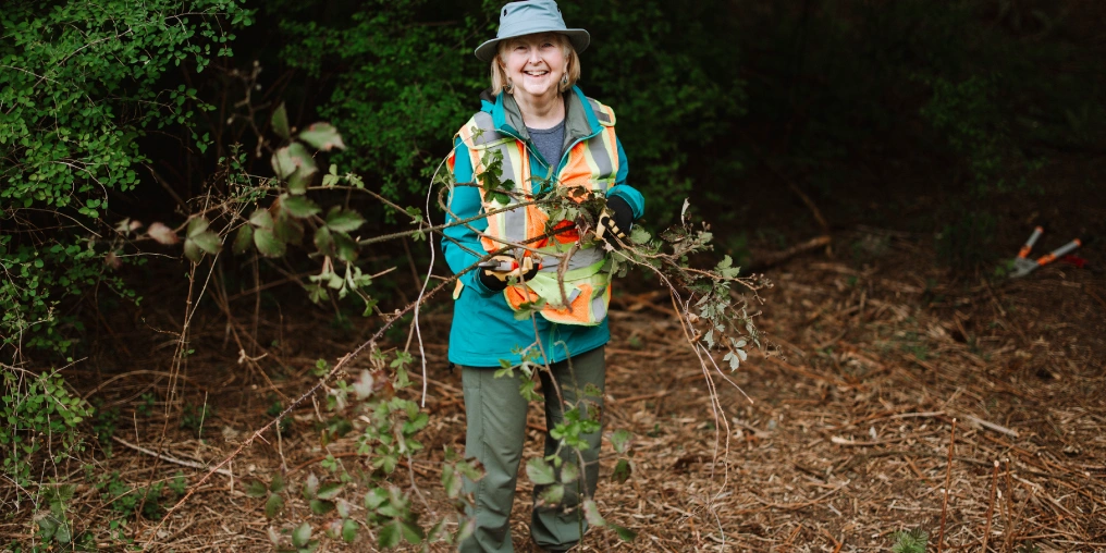 Dedicated volunteers preserve the French Creek Estuary with shovels and sweat Volunteer in a safety vest carrying an armful of cleared Himalayan blackberry branches through the forest