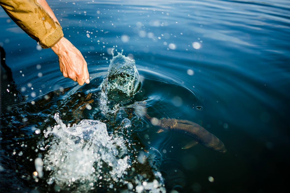 baxter-redfern-lake-trout baxter redfern lake trout