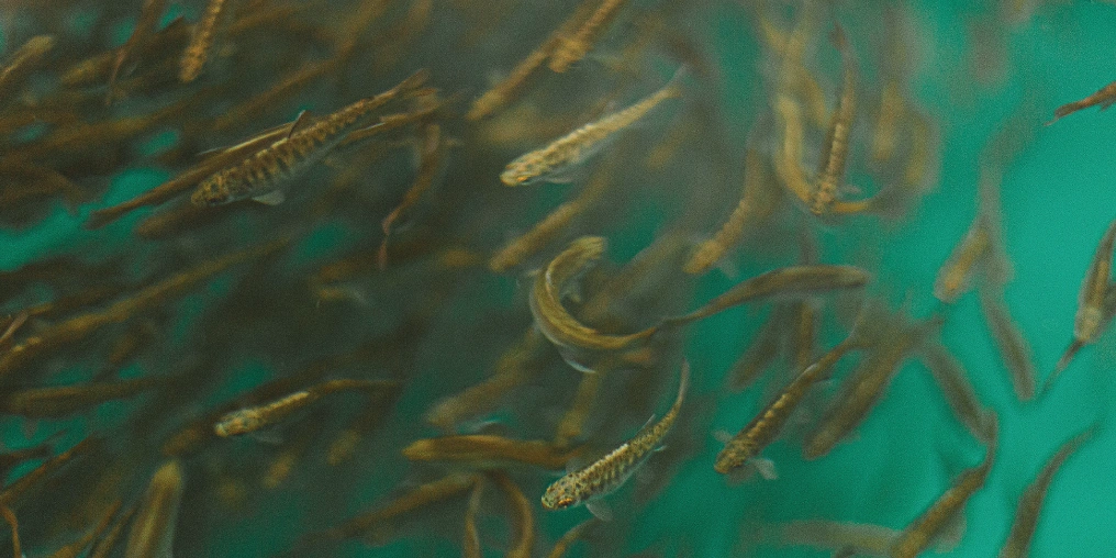 The Courtenay Fish and Game’s bold plan to attract coho salmon Young coho salmon fry swimming together in hatchery rearing water