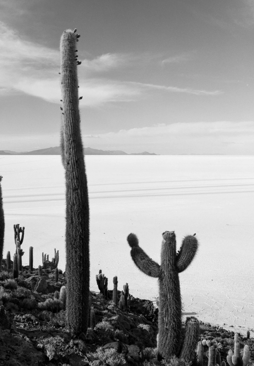 eric-overhoff-salar-de-uyuni-2 Tall cacti on a rocky outcrop overlooking the Salar de Uyuni salt flat, black and white film photo