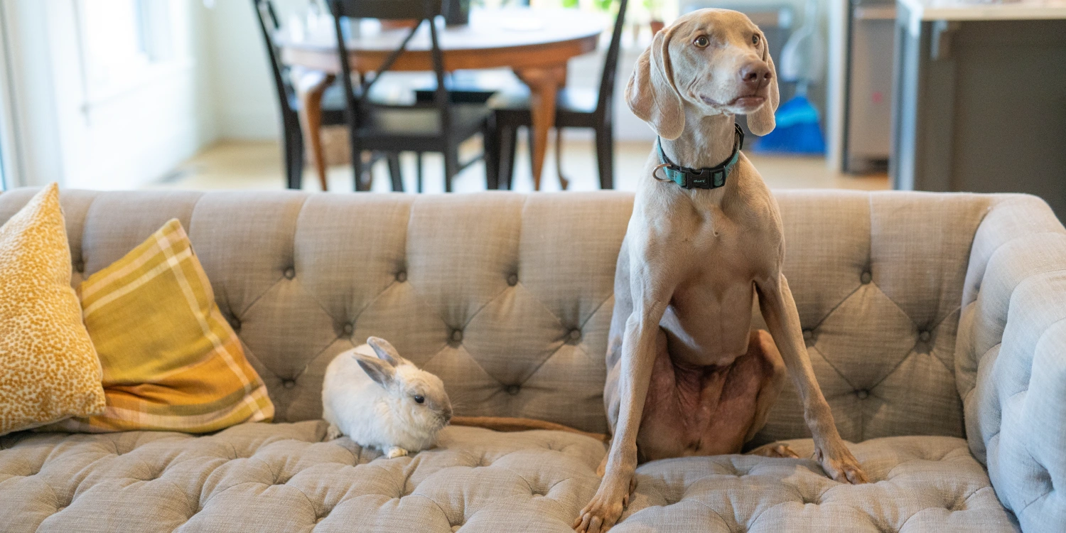 Why free-roam rabbits make the best roommates A small grey and white rabbit sits calmly on a couch beside a dog, both relaxed as indoor roommates