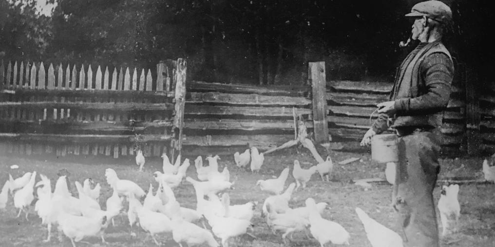 Archival black-and-white photo of a farmer with a pipe and pail feeding a flock of white chickens beside a split-rail fence