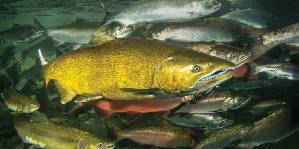 Valley of Salmon: easy-access viewing locations