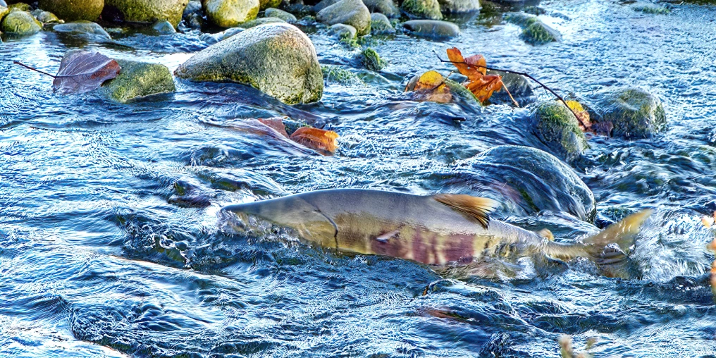Valley of Salmon: easy-access viewing locations A chum salmon with purple-barred sides swims through a shallow, rocky stream scattered with fallen autumn leaves