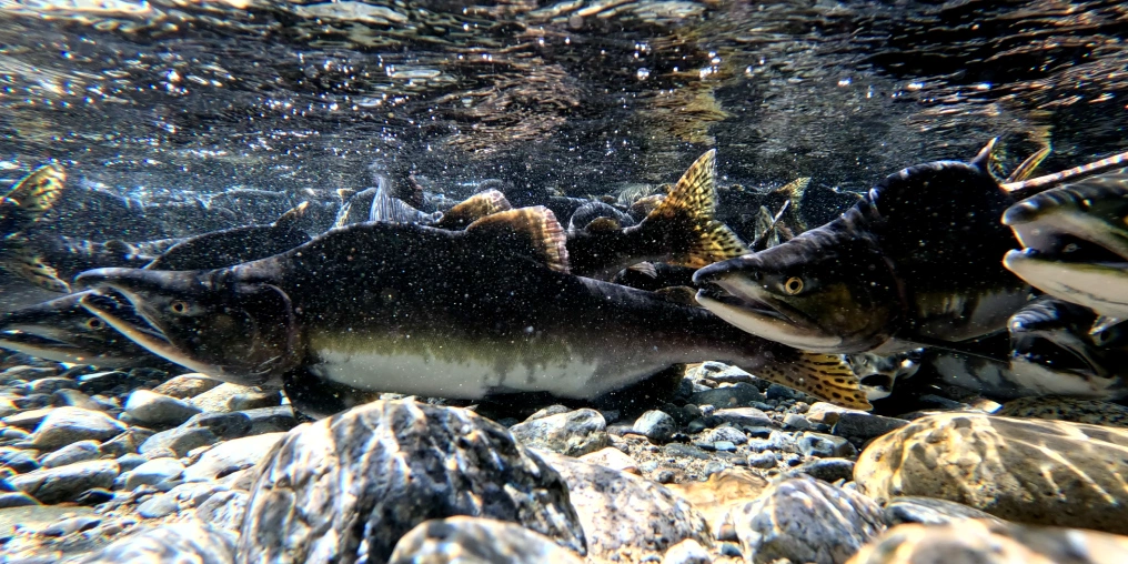 Valley of Salmon: easy-access viewing locations Underwater view of pink salmon, including males with pronounced humps, gathered over a gravel streambed