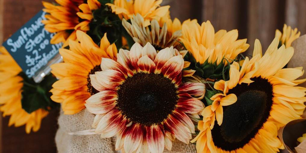 ellow and red-tipped sunflowers wrapped in burlap beside a chalkboard price sign