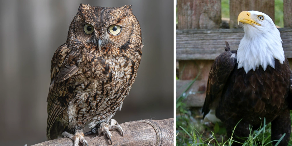 Interim Wild: North Island Wildlife Recovery Centre Diptych of a western screech-owl perched with its head tilted and a bald eagle standing in grass before a wooden fence at the North Island Wildlife Recovery Centre