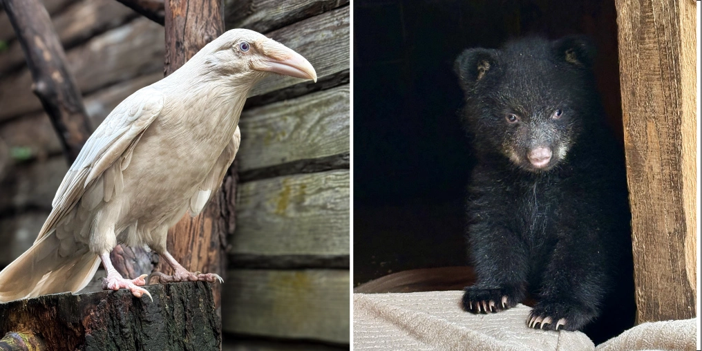 Interim Wild: North Island Wildlife Recovery Centre Diptych of a white raven with pale blue eyes perched on a stump and a black bear cub peering out from a wooden den box in Errington